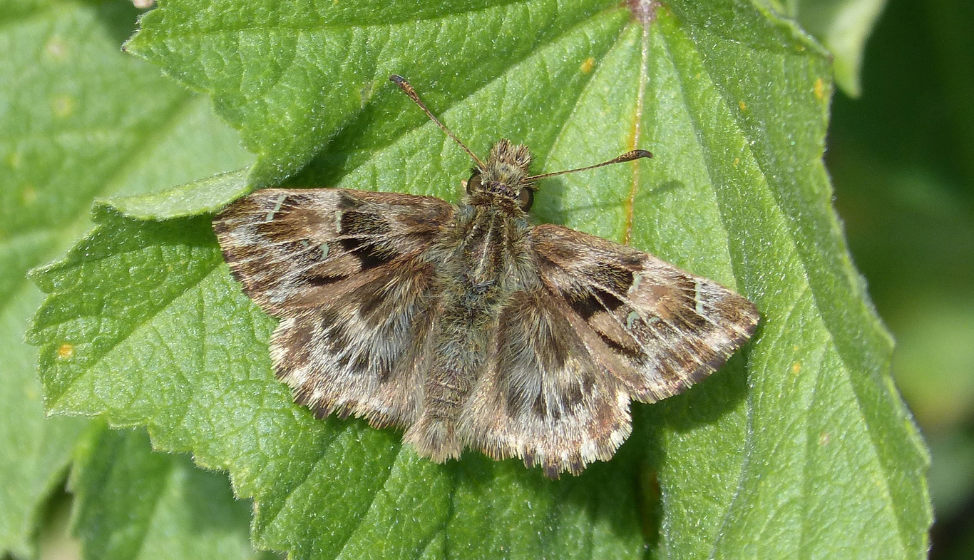 Carcharodus alceae